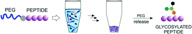 Graphical abstract: A quantitative and site-specific chemoenzymatic glycosylation approach for PEGylated MUC1 peptides