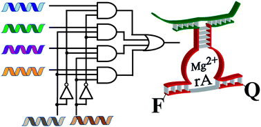 Graphical abstract: DNAzyme-based 2:1 and 4:1 multiplexers and 1:2 demultiplexer