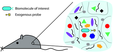 Graphical abstract: Bioorthogonal chemistry in living organisms