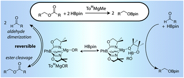 Graphical abstract: Magnesium-catalyzed hydroboration of esters: evidence for a new zwitterionic mechanism