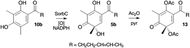 Graphical abstract: Oxidative dearomatisation: the key step of sorbicillinoid biosynthesis