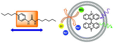 Graphical abstract: Lipophilic balance – a new design principle for transmembrane anion carriers