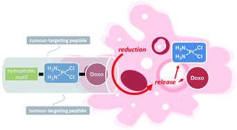 Graphical abstract: Ratiometric delivery of cisplatin and doxorubicin using tumour-targeting carbon-nanotubes entrapping platinum(iv) prodrugs