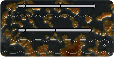 Graphical abstract: Polyunsaturated fatty acid biosynthesis in myxobacteria: different PUFA synthases and their product diversity