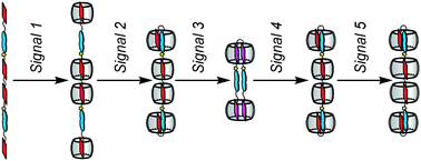 Graphical abstract: Stimuli-induced folding cascade of a linear oligomeric guest chain programmed through cucurbit[n]uril self-sorting (n = 6, 7, 8)