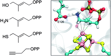 Graphical abstract: Inhibition of the 4Fe–4S proteins IspG and IspH: an EPR, ENDOR and HYSCORE investigation