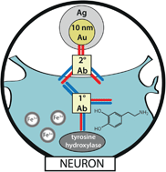 Graphical abstract: An iron–dopamine index predicts risk of parkinsonian neurodegeneration in the substantia nigra pars compacta