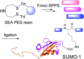 Graphical abstract: A novel PEG-based solid support enables the synthesis of >50 amino-acid peptide thioesters and the total synthesis of a functional SUMO-1 peptide conjugate
