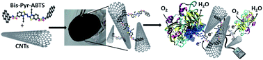 Graphical abstract: Freestanding redox buckypaper electrodes from multi-wall carbon nanotubes for bioelectrocatalytic oxygen reduction via mediated electron transfer