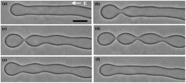 Graphical abstract: Electric field induced pearling instability in cylindrical vesicles