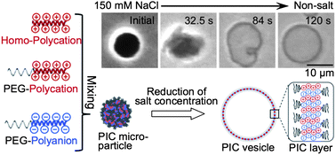 Graphical abstract: Direct formation of giant unilamellar vesicles from microparticles of polyion complexes and investigation of their properties using a microfluidic chamber
