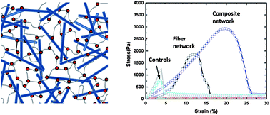 Graphical abstract: Enhanced rigidity and rupture strength of composite hydrogel networks of bio-inspired block copolymers