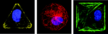 Graphical abstract: Cell confinement: putting the squeeze on the nucleus