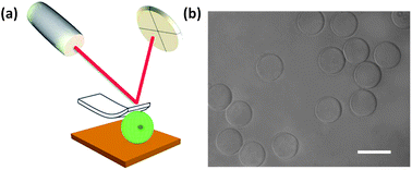 Graphical abstract: Characterization of the mechanical properties of microgels acting as cellular microenvironments