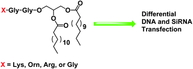 Graphical abstract: Lipid-mediated DNA and siRNA transfection efficiency depends on peptide headgroup