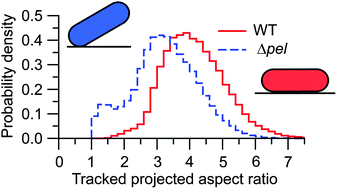 Graphical abstract: The extracellular polysaccharide Pel makes the attachment of P. aeruginosa to surfaces symmetric and short-ranged