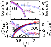 Graphical abstract: The interplay between inter- and intra-molecular dynamics in a series of alkylcitrates