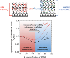 Graphical abstract: Impact of solvation on equilibrium conformation of polymer brushes in solvent mixtures