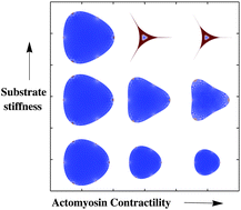 Graphical abstract: Polymorphism and bistability in adherent cells