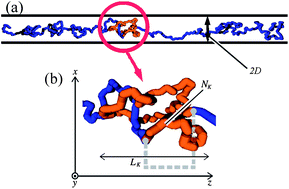 Graphical abstract: Localization and size distribution of a polymer knot confined in a channel