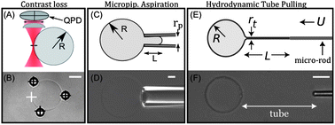 Graphical abstract: α-Hemolysin membrane pore density measured on liposomes