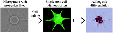 Graphical abstract: Influence of cell protrusion and spreading on adipogenic differentiation of mesenchymal stem cells on micropatterned surfaces