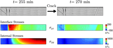 Graphical abstract: Imaging stress and strain in the fracture of drying colloidal films