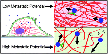 Graphical abstract: Origin of active transport in breast-cancer cells