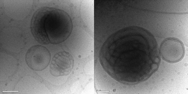 Graphical abstract: Morphological transitions in polymer vesicles upon bilayer swelling with small hydrophobic molecules in water