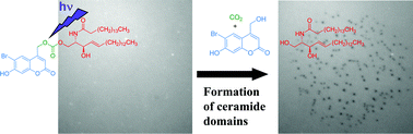 Graphical abstract: Lipid phase separation and protein–ganglioside clustering in supported bilayers are induced by photorelease of ceramide