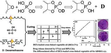 Graphical abstract: Cross-linked vegetable oil with covalently loaded dexamethasone: linear drug release for osteogenic induction of hBMSCs in vitro