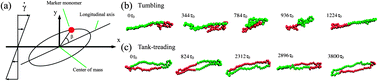 Graphical abstract: Tumbling and tank-treading dynamics of individual ring polymers in shear flow