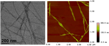 Graphical abstract: Self-assembly and accurate preparation of Au nanoparticles in the aqueous solution of a peptide A6D and a zwitterionic C14DMAO