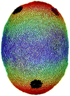 Graphical abstract: Nematic order on a deformable vesicle: theory and simulation