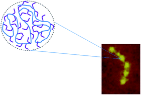 Graphical abstract: Pearl-necklace complexes of flexible polyanions with neutral–cationic diblock copolymers