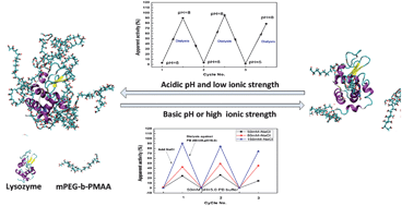 Graphical abstract: Reversible encapsulation of lysozyme within mPEG-b-PMAA: experimental observation and molecular dynamics simulation