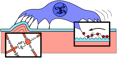 Graphical abstract: Dissipative interactions in cell–matrix adhesion