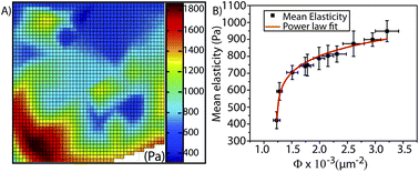 Graphical abstract: Slow and anomalous dynamics of an MCF-10A epithelial cell monolayer