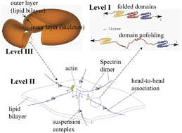 Graphical abstract: Deformation of the erythrocyte cytoskeleton in tank treading motions