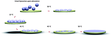 Graphical abstract: Formation of supported lipid bilayers on silica: relation to lipid phase transition temperature and liposome size