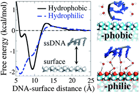 Graphical abstract: Structure and thermodynamics of ssDNA oligomers near hydrophobic and hydrophilic surfaces