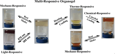 Graphical abstract: A multi-stimuli responsive organogel based on a tetrapeptide–dithienylcyclopentene conjugate