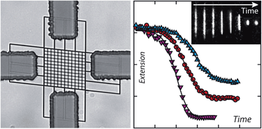 Graphical abstract: Effect of H-NS on the elongation and compaction of single DNA molecules in a nanospace