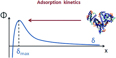 Graphical abstract: Adsorption kinetics of globular proteins and protein/surfactant complexes at the liquid–gas interface