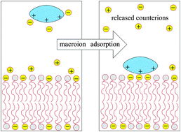 Graphical abstract: Counterion release in membrane–biopolymer interactions