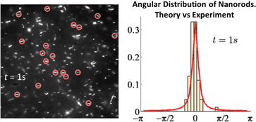 Graphical abstract: Collective alignment of nanorods in thin Newtonian films
