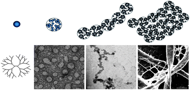 Graphical abstract: Staged self-assembly of PAMAM dendrimers into macroscopic aggregates with a microribbon structure similar to that of amelogenin