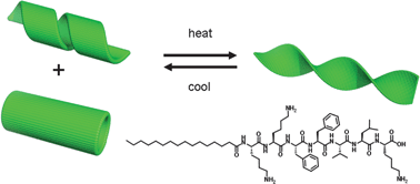 Graphical abstract: Reversible helical unwinding transition of a self-assembling peptide amphiphile