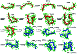 Graphical abstract: Non-equilibrium effects evidenced by vibrational spectra during the coil-to-globule transition in poly(N-isopropylacrylamide) subjected to an ultrafast heating–cooling cycle