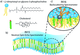 Graphical abstract: Nanosecond lipid dynamics in membranes containing cholesterol